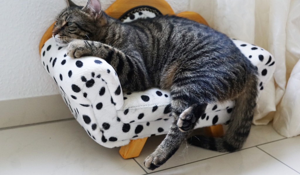 Серый домашний кот спит на кресле 