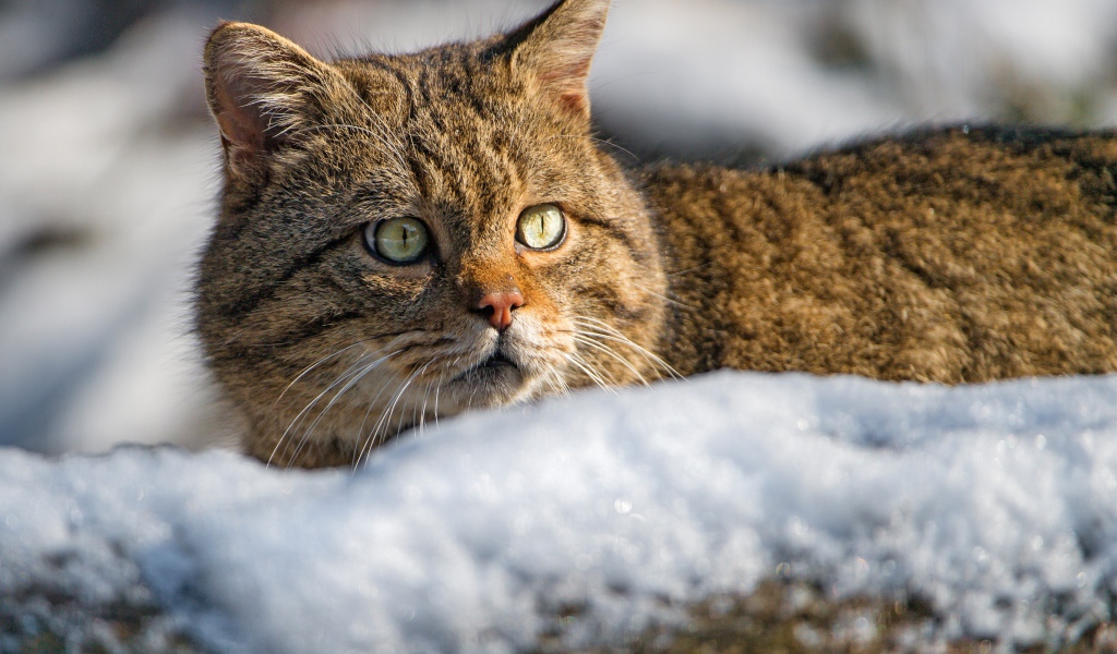 Испуганный кот лежит на снегу