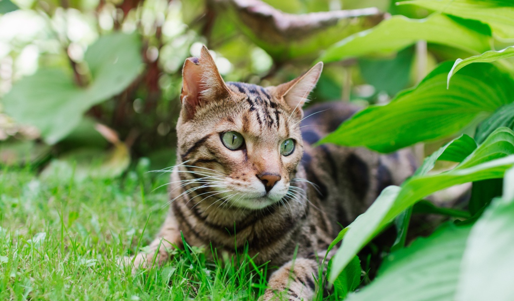 Красивая бенгальская кошка лежит на траве 