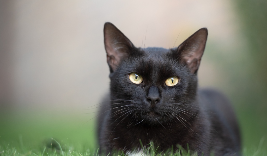 Красивый черный кот лежит на зеленой траве 