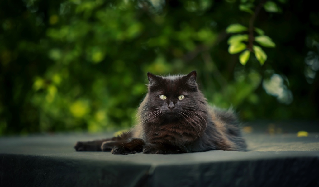 Красивый черный кот лежит на столе 