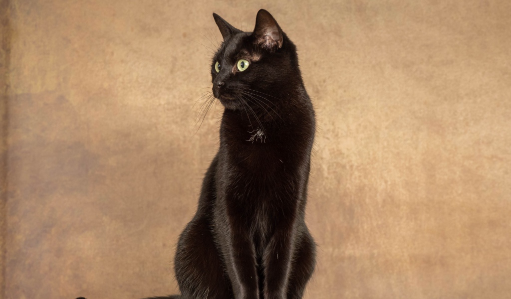 Красивый черный кот на фоне коричневой стены 