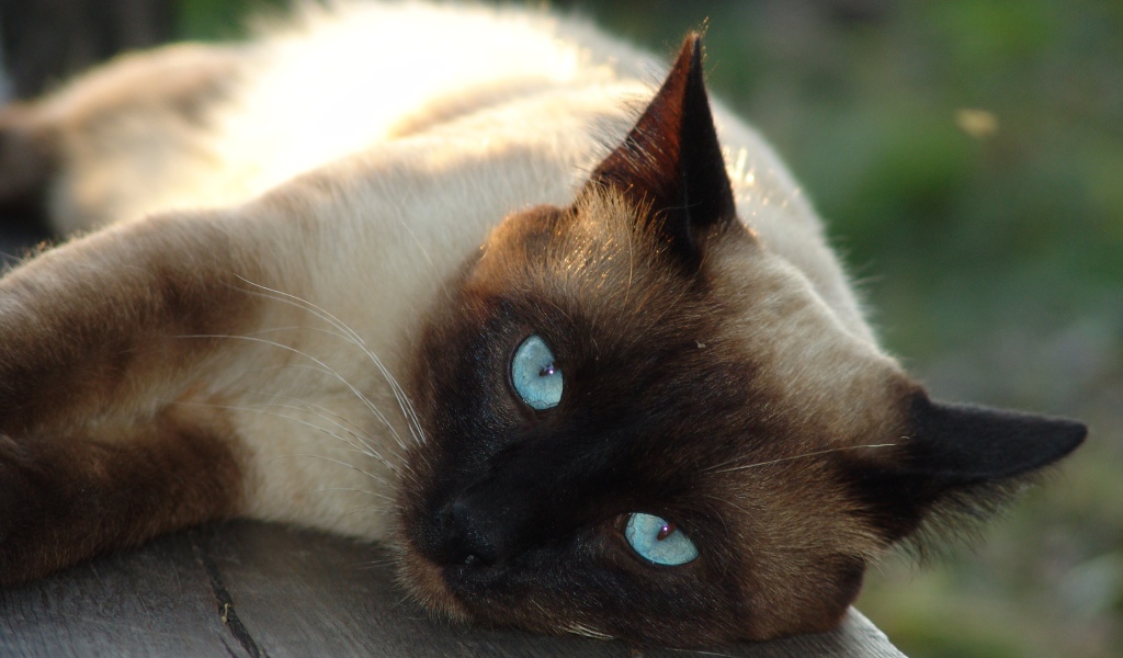 Красивый голубоглазый сиамский кот лежит на лавке 
