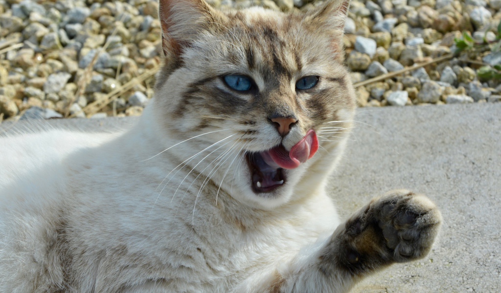 Красивая голубоглазая кошка облизывается 