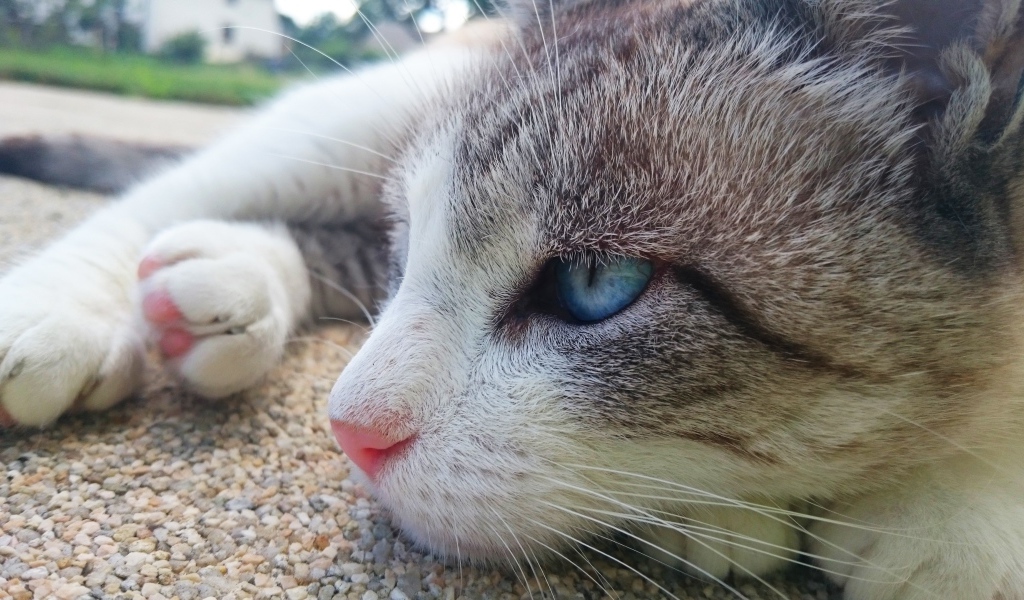 Красивый голубоглазый кот лежит на асфальте