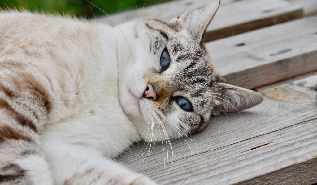 Красивая голубоглазая породистая кошка лежит на лавке 