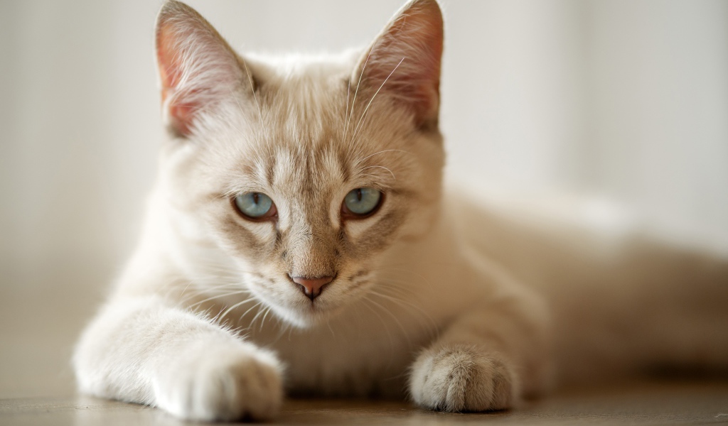 Красивая голубоглазая породистая домашняя кошка лежит на полу