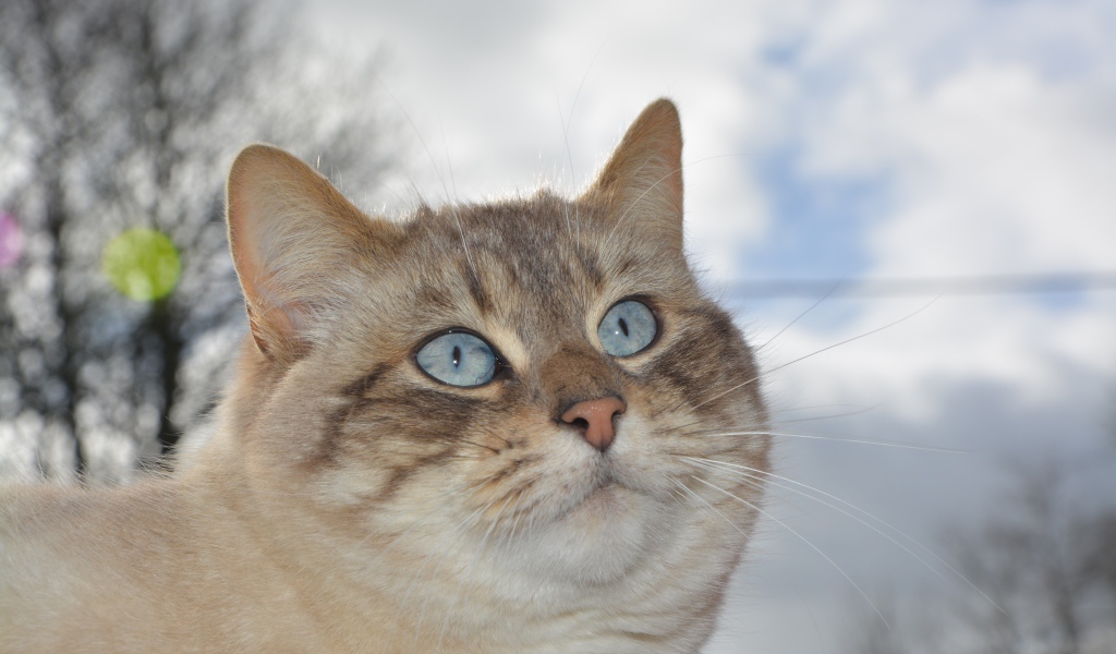 Красивые голубые глаза у кошки