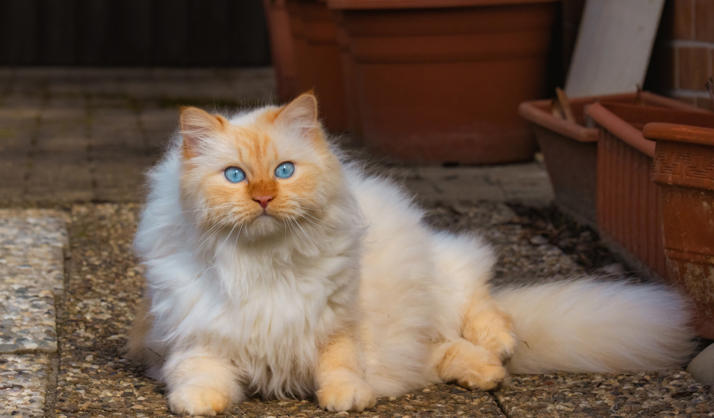 Красивый пушистый голубоглазый рыжий кот