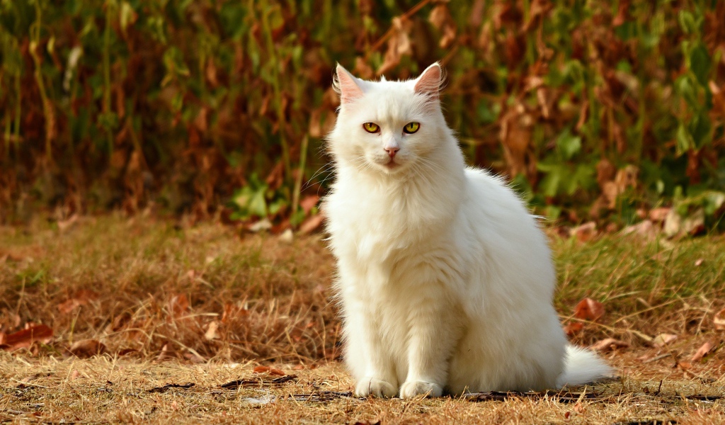 Красивый пушистый белый кот с желтыми глазами