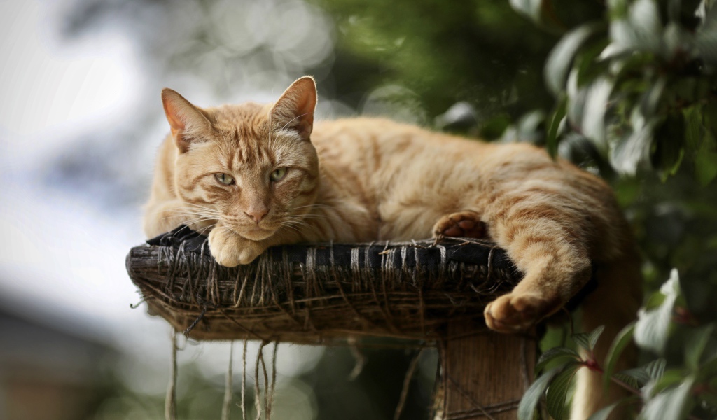 Красивый рыжий кот на лежанке 