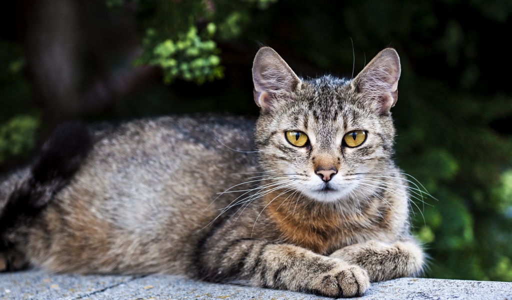 Красивый серый кот с желтыми глазами лежит на улице 