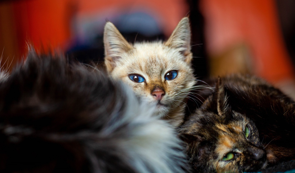 Красивые котята лежат на кровати 