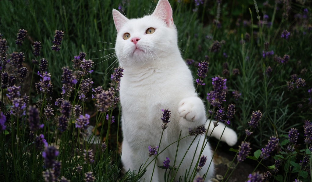 Красивый белый кот сидит в цветах лаванды