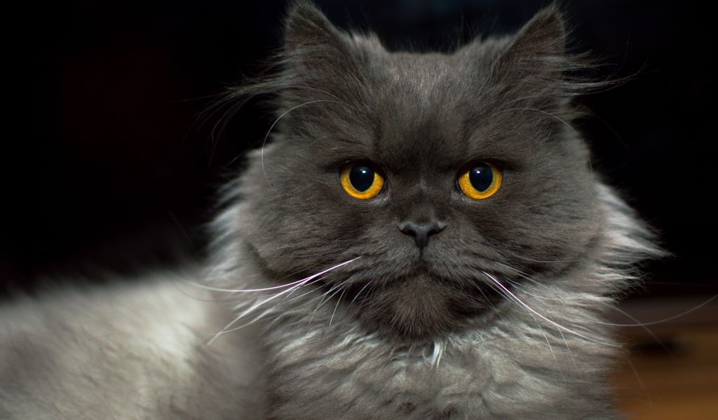 Большой пушистый породистый кот с желтыми глазами 