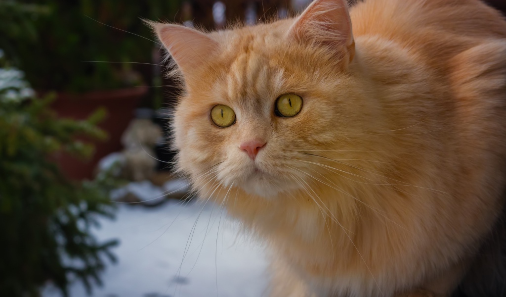 Большой рыжий кот с красивыми рыжими глазами