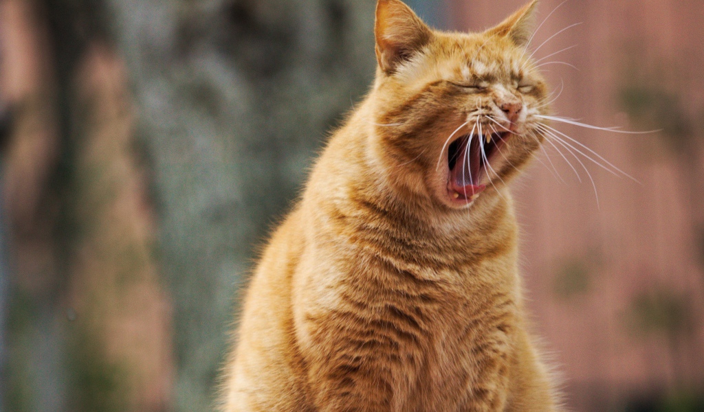Big ginger cat yawns