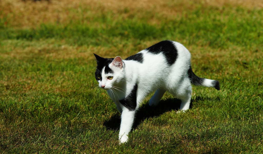 Черно-белая кошка идет по зеленой траве 