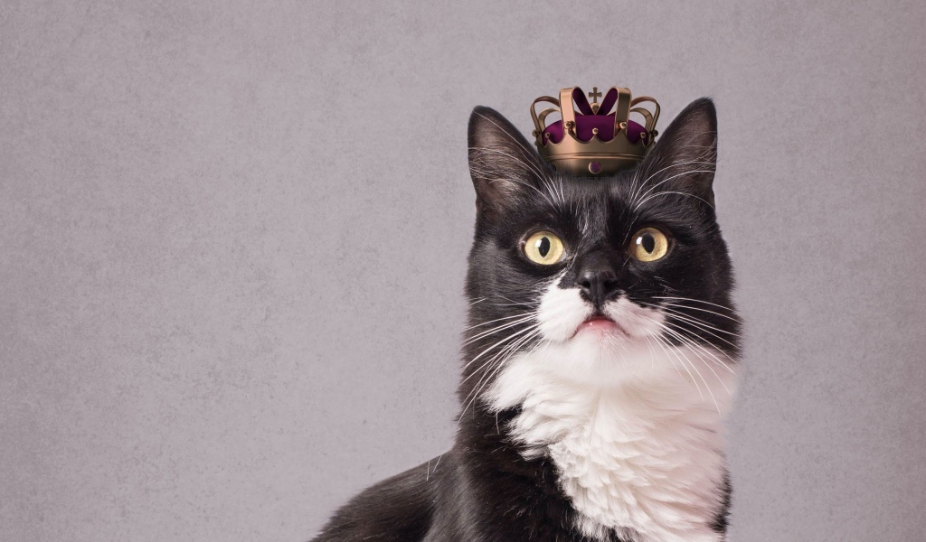 Черно-белый кот с короной на голове на сером фоне 