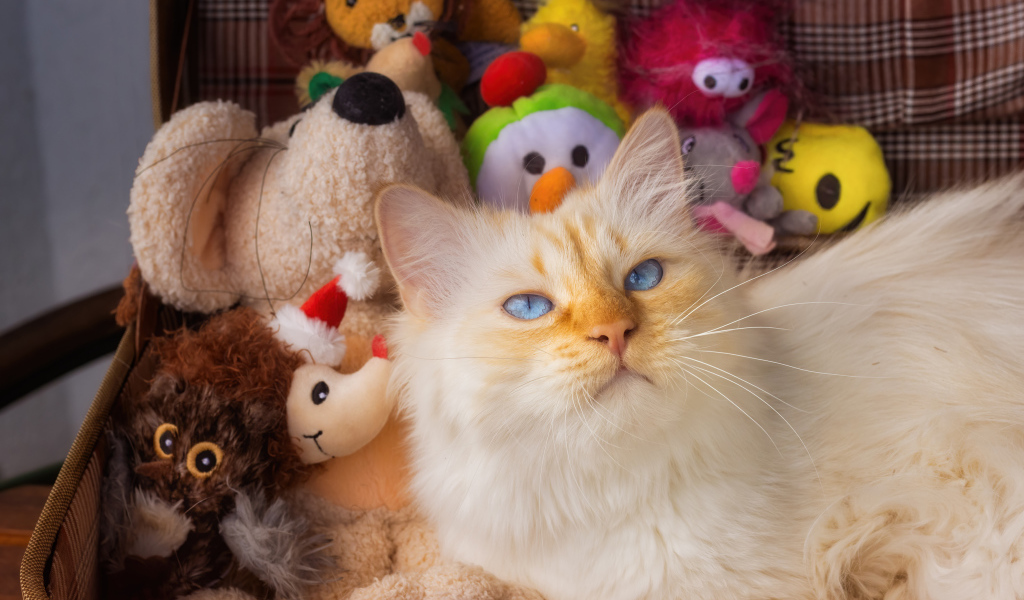 Blue-eyed cat in a suitcase with toys