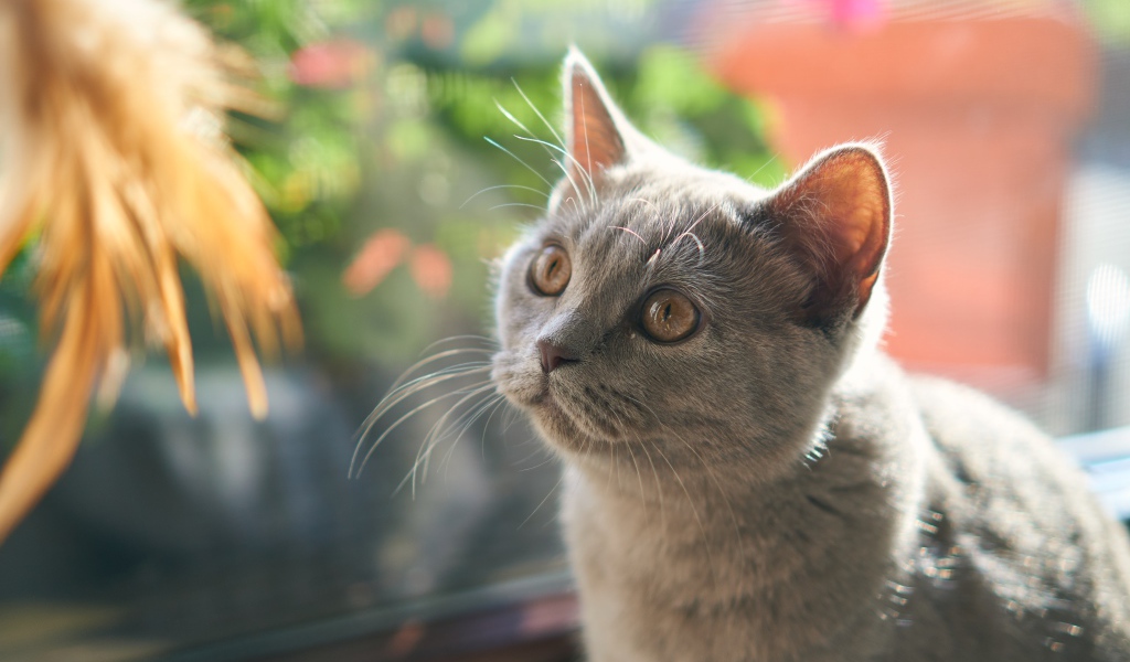 Британский котенок смотрит на игрушку