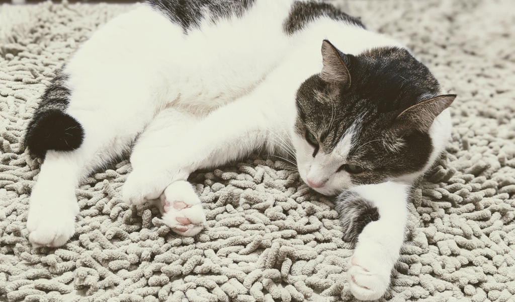 Домашняя кошка лежит на покрывале