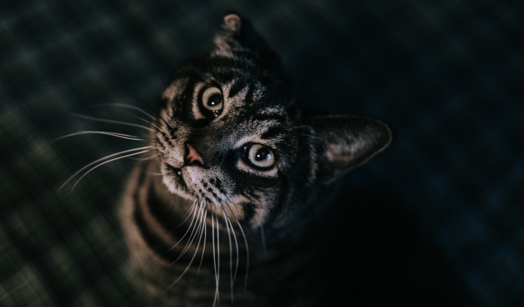 Домашний полосатый серый кот  