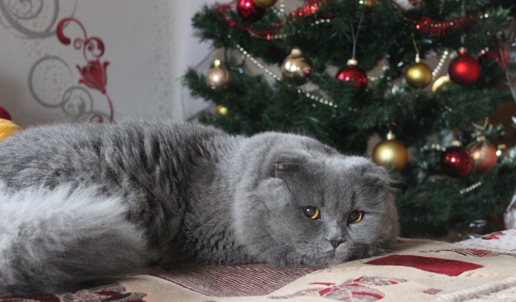 Пушистый британский кот под елкой на новый год 