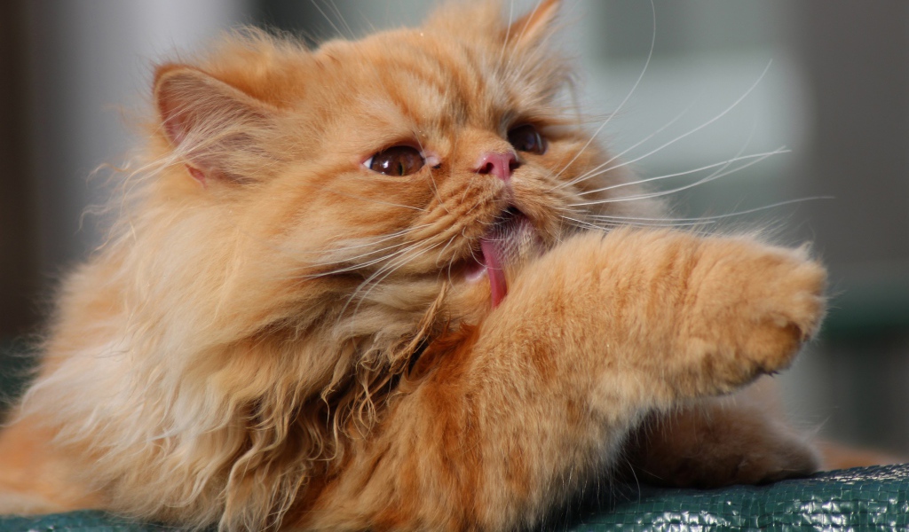 Пушистый рыжий кот облизывает лапу