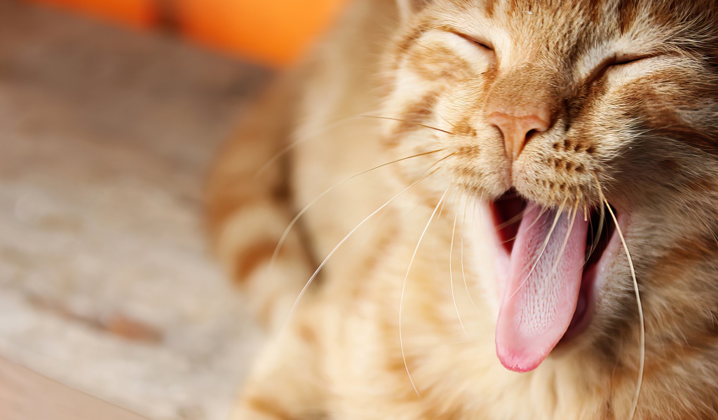 Забавный зевающий рыжий кот с высунутым языком