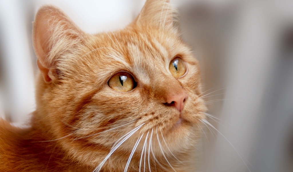 Рыжий кот с оранжевыми глазами 