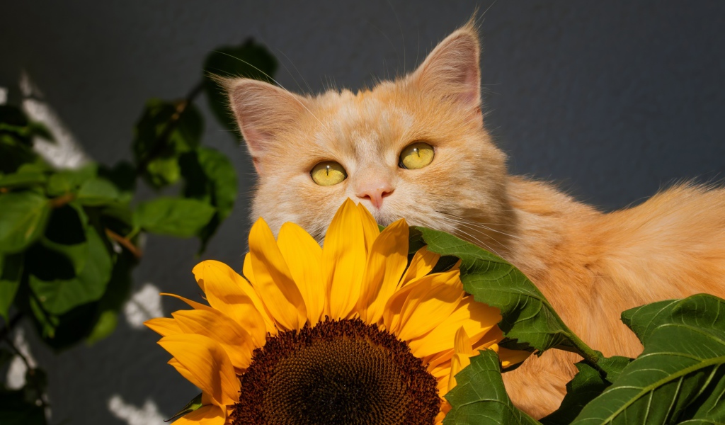 Рыжий кот с цветком подсолнуха на сером фоне 