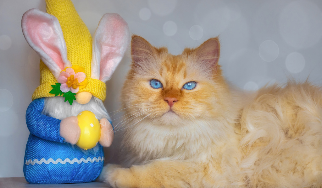 Рыжий кот с игрушечным гномом 