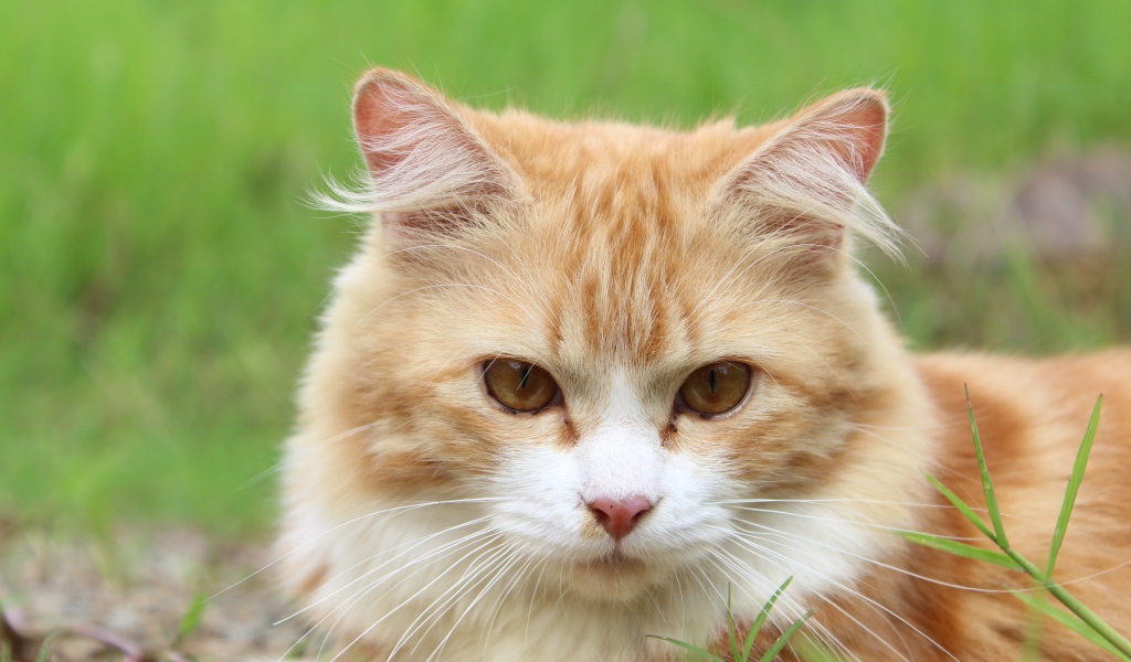 Рыжий чистый кот лежит на траве
