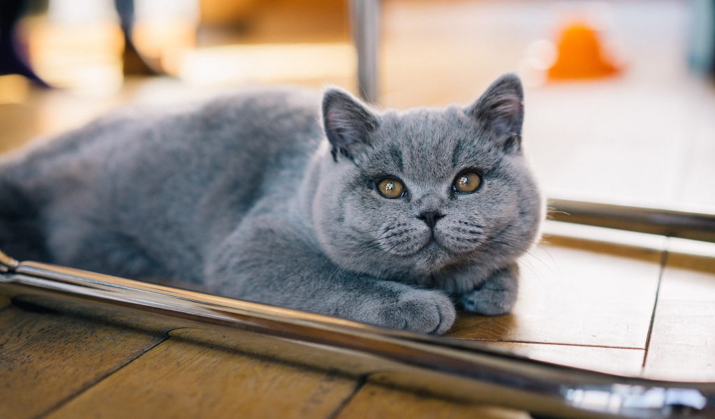 Серый британский котенок лежит на полу 