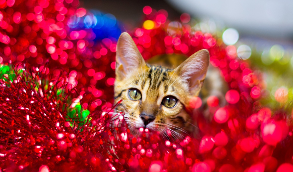 Серый кот прячется в красной мишуре