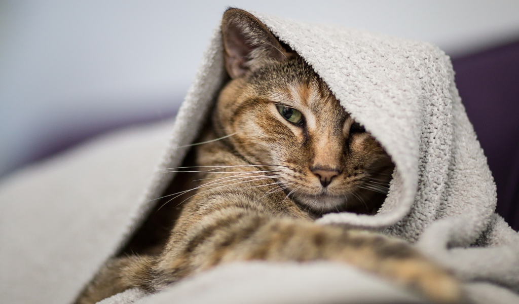 Серый кот лежит под одеялом