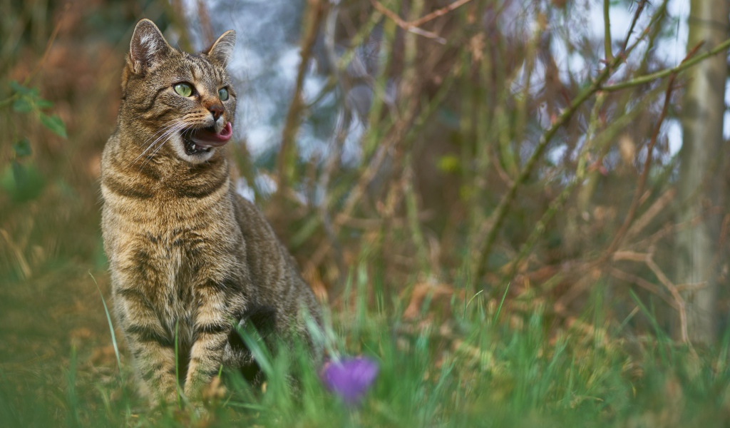 Серый кот сидит в зеленой траве 