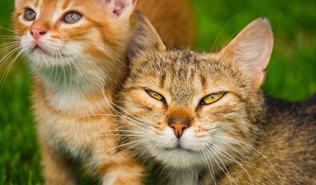 Серая кошка с рыжим котенком