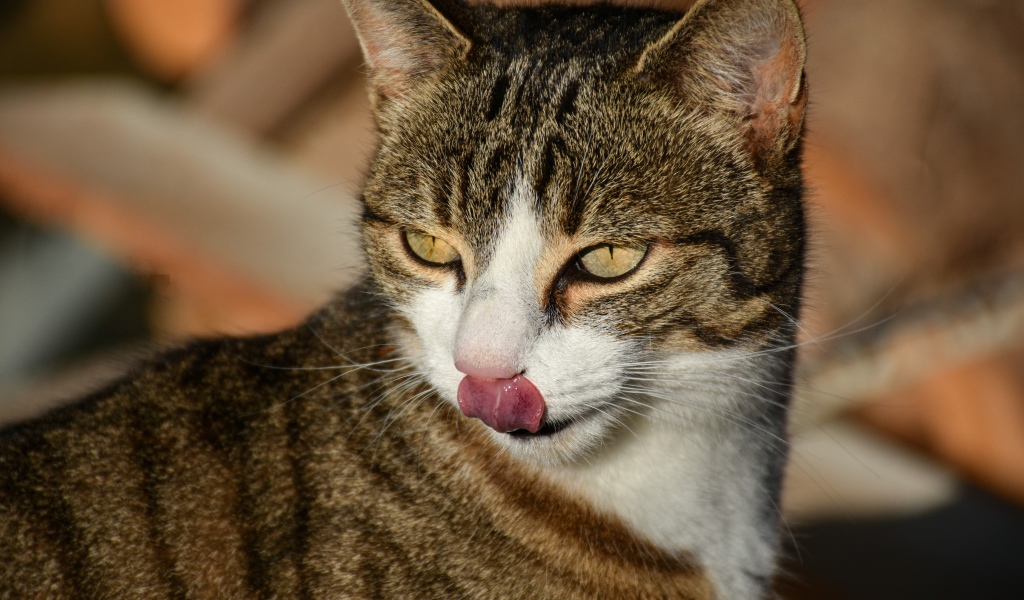 Серый кот с высунутым языком 