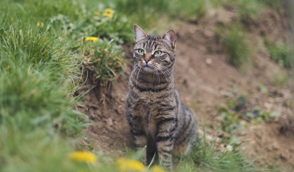 Серый полосатый кот охотится в зеленой траве 