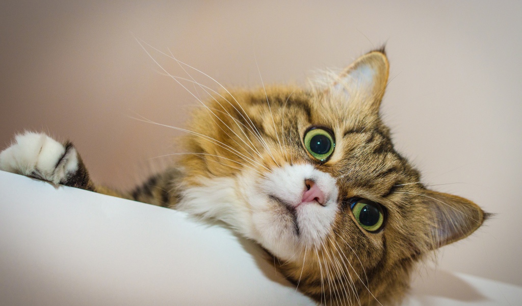 Зеленоглазый пушистый кот лежит на кровати