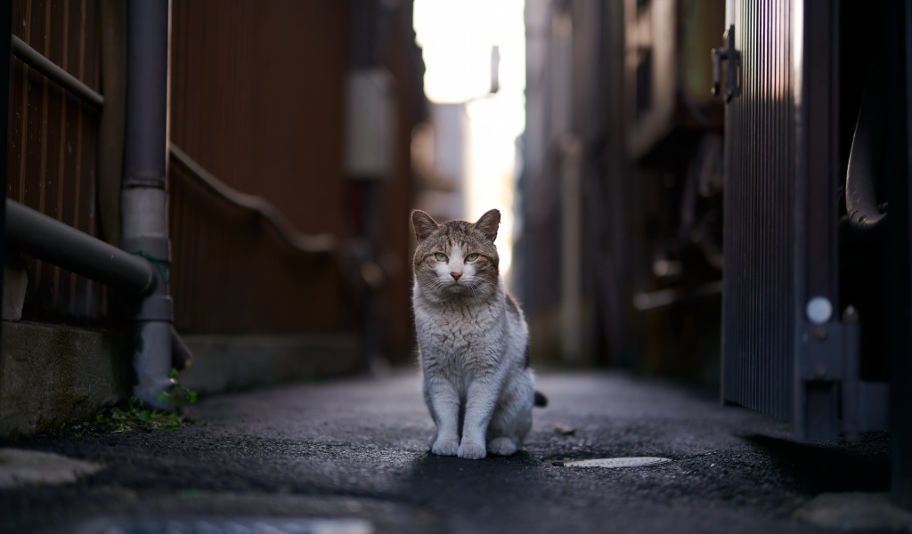 Бездомный кот сидит на улице