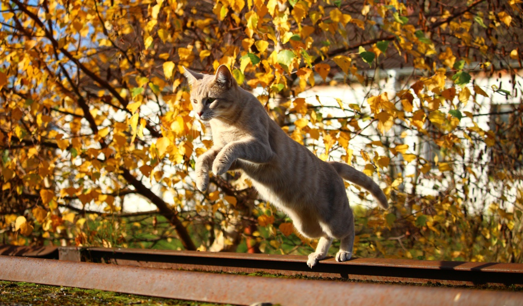 Прыжок рыжего кота на улице осенью 