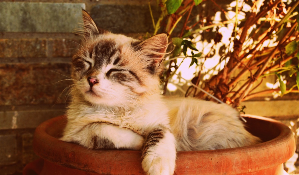 Котенок спит в горшке с цветком