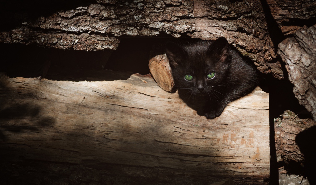 Маленький черный котенок прячется в дровах 