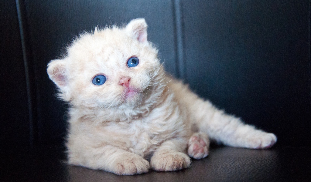 Маленький голубоглазый котенок лежит на черном диване