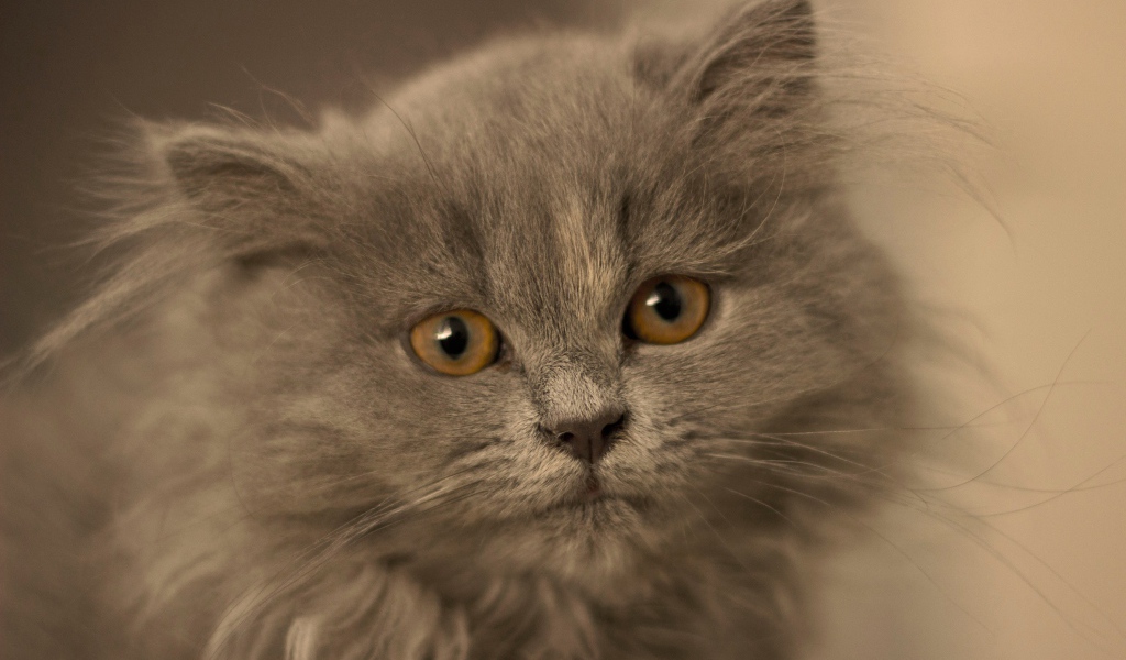 Маленький пушистый пепельный котенок крупным планом