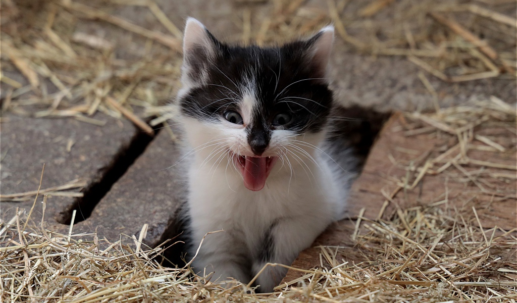 Маленький смешной черно- белый котенок зевает 