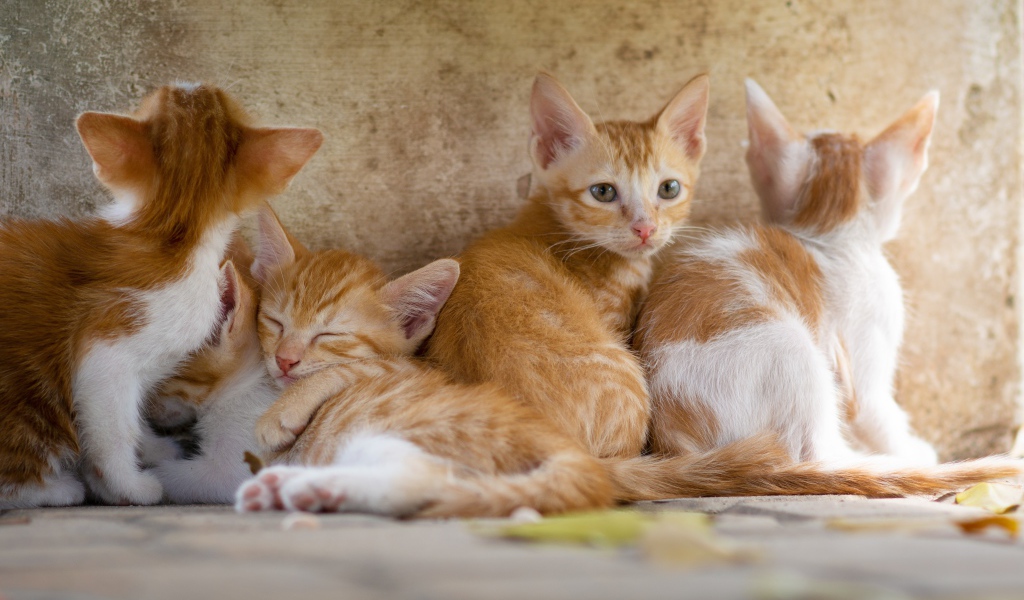Маленькие рыжие котята лежат у стены